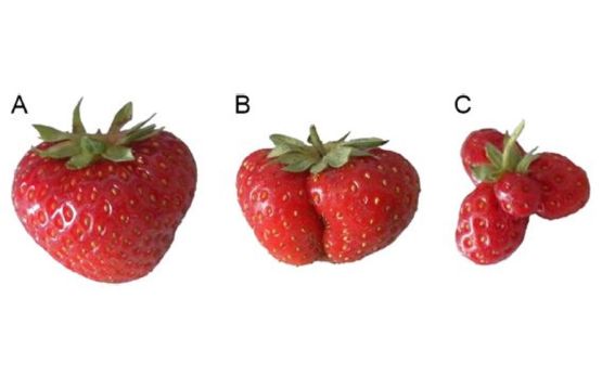 Bild 3-Erdbeeren